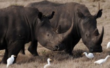 17 rhinocéros noirs sud-africains au Malawi