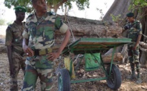 Trafic illégal: 12 charrettes et 20 troncs de bois de veine saisis à Kolda