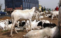 ​Axe Matam-Linguère : un camion tue 32 moutons dans le nord-est du Sénégal