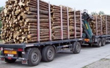 Trafic illicite de bois: deux camions gambiens interceptés à Sindian