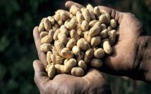 Mauvaises conditions de travail : les techniciens de l’agriculture menacent de bloquer les certifications des semences