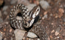 Sédhiou: le jeune frère du correspondant de D-Média, décède des suites d'une morsure de serpent