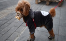 Hong Kong: un chien testé positif au coronavirus placé en quarantaine