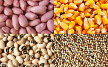 Agriculture-Kaolack: le gouvernement à la recherche de semences de qualité