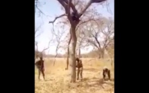 Trafic illicite de bois : les agents des eaux et forêts coupent un arbre pour interpeller un trafiquant (Vidéo)