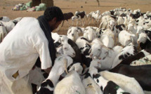 Tabaski 2012: Aminata Mbengue Ndiaye assure un approvisionnement suffisant en moutons