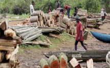 Commerce illégal de bois: le Sénégal, la Gambie et la Chine cités dans un scandale international
