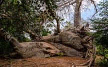 Drame à Kaffrine: un baobab tombe sur deux jeunes filles et fait un mort