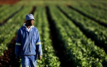 Un financement de 54 milliards pour l'entrepreneuriat agricole des jeunes sénégalais