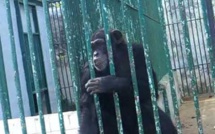 Mort de "King Kong », le chimpanzé vedette du parc de Hann"