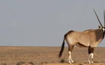Massacre des oryx : symbole vivant d'une mauvaise gouvernance du milieu naturel au Sénégal (Par Ibrahima Gassama)