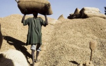 Bassin arachidier de Diourbel : les techniciens et travailleurs agricoles décrètent une grève de 72 heures