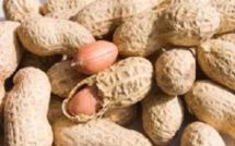 AUDIO – Baisse de la production arachidière, cette année : Aliou Dia demande à l’Etat de fixer le prix de l’arachide dans les meilleurs délais