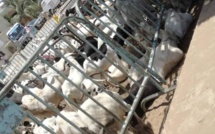 Tabaski: Plus de 150 000 moutons invendus