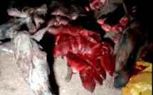 Vente de la viande de cheval à Yarakh : deux (2) bouchers arrêtés en flagrant délit