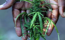 Etats-Unis: la dépénalisation de la marijuana dans deux Etats crée la confusion