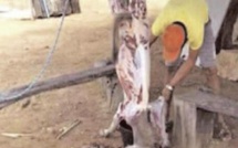 Forêt classée de Mbao: un homme surpris en train de dépecer le cadavre d'un mouton jeté