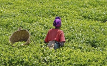 Plusieurs dizaines d’hectares de cultures d’arachides envahies par les eaux à Kaolack: les paysans appellent à l’aide