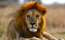 Oussouye: un lion sillonne la commune et plonge les populations dans la stupeur