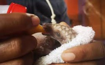 Au Nigeria, le Covid-19 donne un nouvel élan à la défense du pangolin