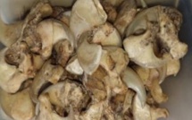 Dakar : un Indien et un Nigérien arrêtés avec 48 griffes de lions