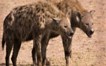 Saraya : des hyènes exhument des dépouilles