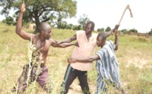 Diourbel:  un berger de 17 ans, lynché par des cultivateurs, lutte contre la mort