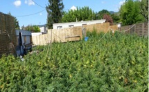 Quartier Sam de Touba: un champ de chanvre indien découvert dans le domicile de M. Mb