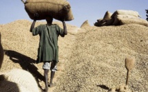 Campagne agricole 2020:  le prix au producteur de l'arachide fixé à 250 F Cfa