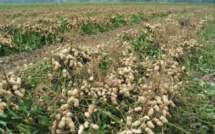 La campagne de commercialisation de l'arachide démarre dans la "timidité"