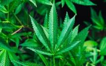 L'ONU déclasse le cannabis des drogues les plus dangereuses