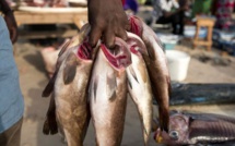 Grève des mareyeurs du Sénégal : Pas de poissons pendant 3 jours