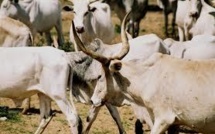 Vol de bétail : Macky Sall  veut une loi plus sévère