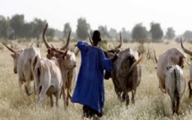 Tensions entre bergers et agriculteurs à Tivaouane: un jeune de 22 ans tué par balle 