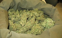 Mbour : 20 kg de chanvre indien saisis par les pandores