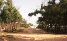 Rufisque – Construction de cité : Domaine forestier de l’Etat à Déni Guedj touché de plein fouet