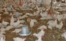 Grippe aviaire: Après le Mali et la Gambie, la Mauritanie ferme ses frontières au Sénégal