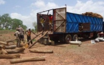 Toubacouta: 9 exploitants forestiers violemment tabassés dans la forêt de Bayotte