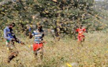 Le Kenya confronté à une deuxième vague de criquets pèlerins