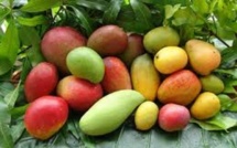Production de mangues en Casamance : l’USAID et ses partenaires déclenchent la chasse aux mouches à fruits