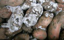 Risque de pourrissement de tonnes de pommes de terres: l'Association des producteurs des Niayes accuse Seneguindia et l'Arm