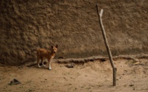 Au Mali, le trafic de viande de chien, un business qui prospère chez les plus démunis