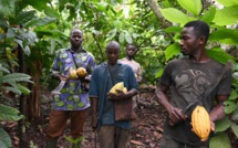Côte d'Ivoire : la forte réduction du prix du cacao payé aux planteurs
