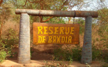 Mbour: une bataille rangée dans la forêt de Bandia fait deux blessés graves