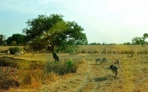 Ces « Come on town » qui font le Sénégal