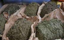 Diourbel: 9,41 Kg de chanvre saisis, 9 personnes arrêtées