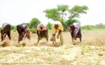 Affrontements à Ndingler: un jeune paysan reçu des barres de fer sur la tête