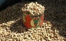 Mbacké: les paysans boudent les semences des producteurs économiques