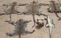 Tambacounda: un homme interpellé avec deux peaux de Léopard