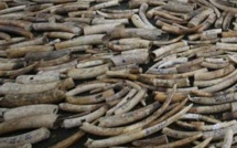 Saisie d'ivoire record au Kenya